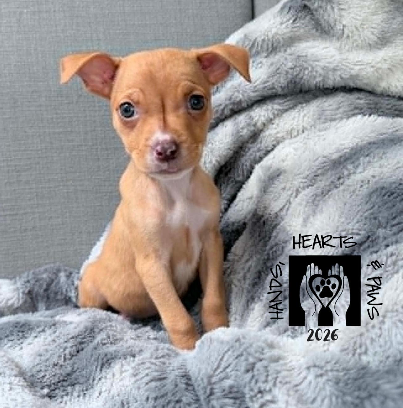 Proxima, ADOPTABLE, Puppy Female Terrier.
