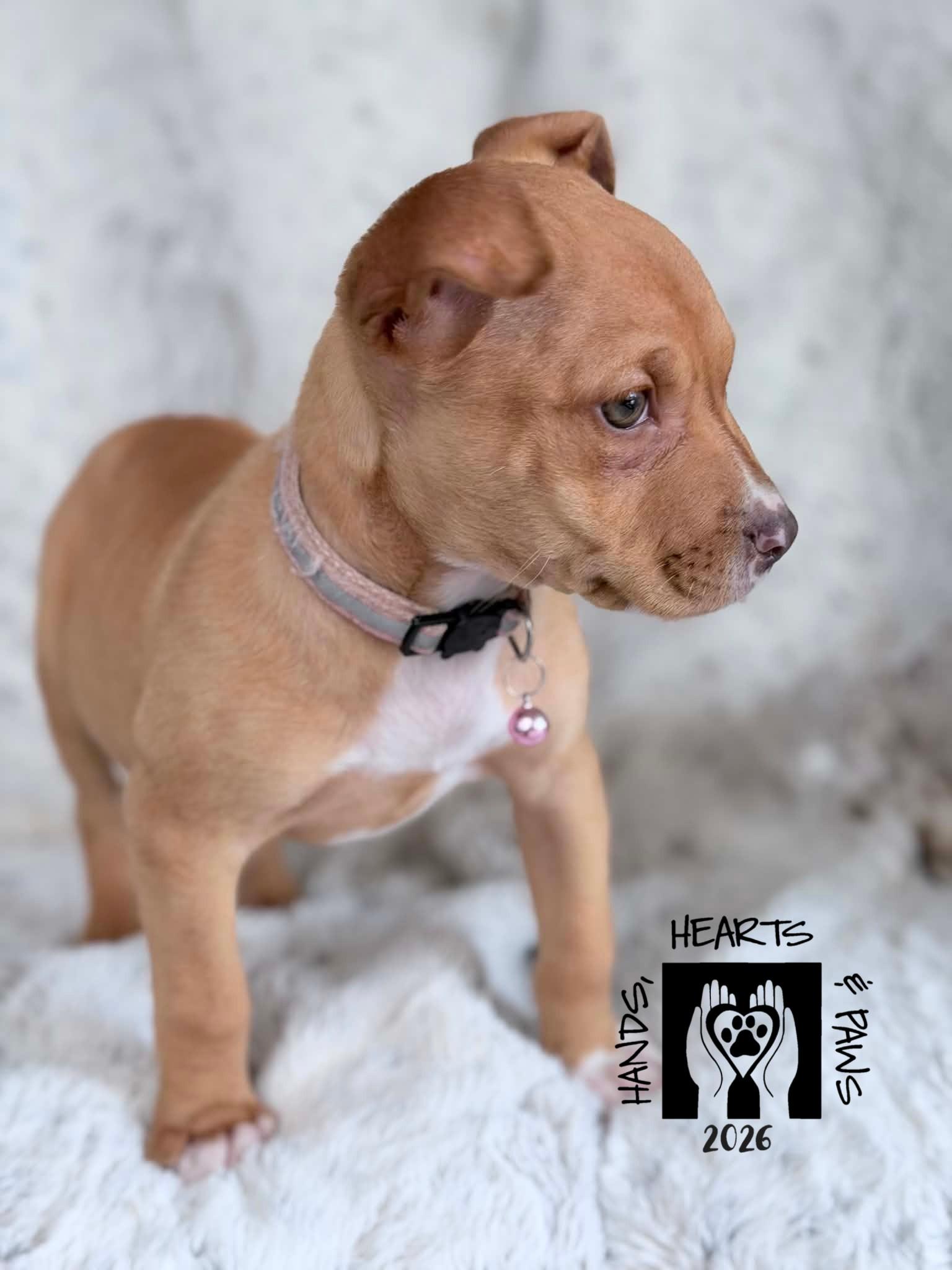 Enlarge Proxima, a ADOPTABLE mixed breed in Omaha, NE image 6/6
