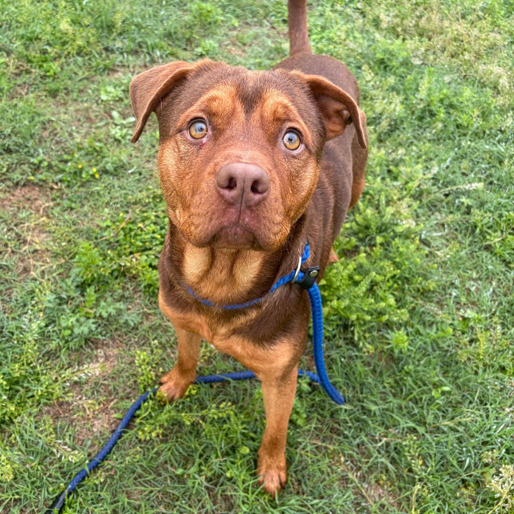 Enlarge Monty KCAC 289.26, a Adoptable mixed breed in Kerrville, TX image 1/5