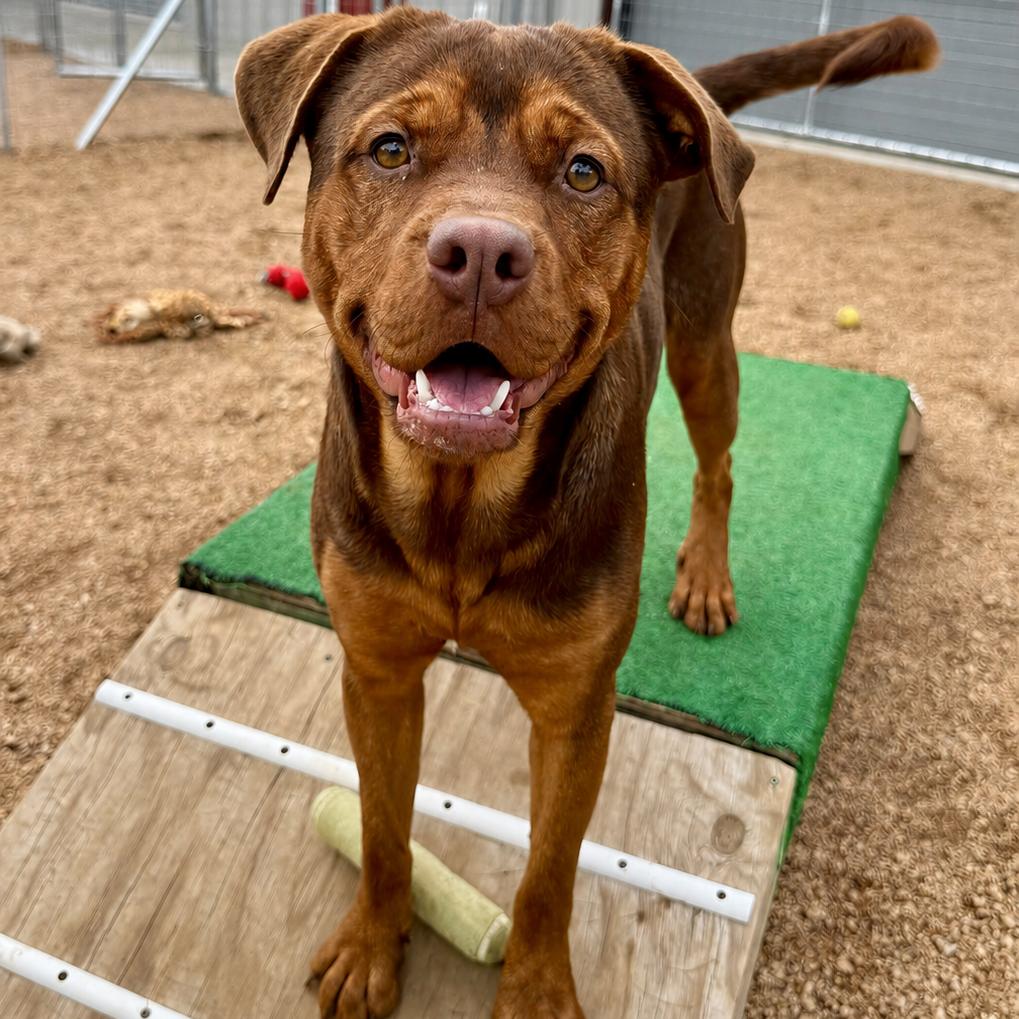 Enlarge Monty KCAC 289.26, a Adoptable mixed breed in Kerrville, TX image 3/5