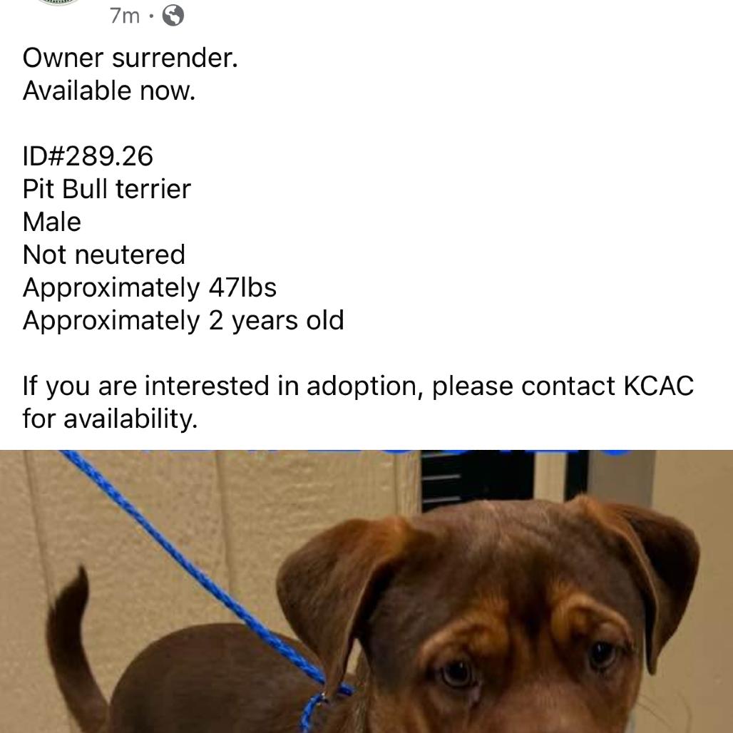 Enlarge Monty KCAC 289.26, a Adoptable mixed breed in Kerrville, TX image 2/6