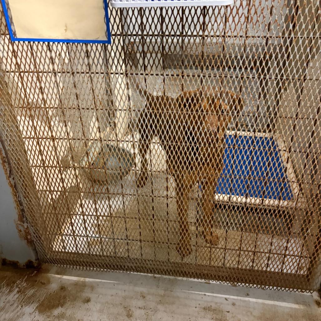 Enlarge Monty KCAC 289.26, a Adoptable mixed breed in Kerrville, TX image 4/6