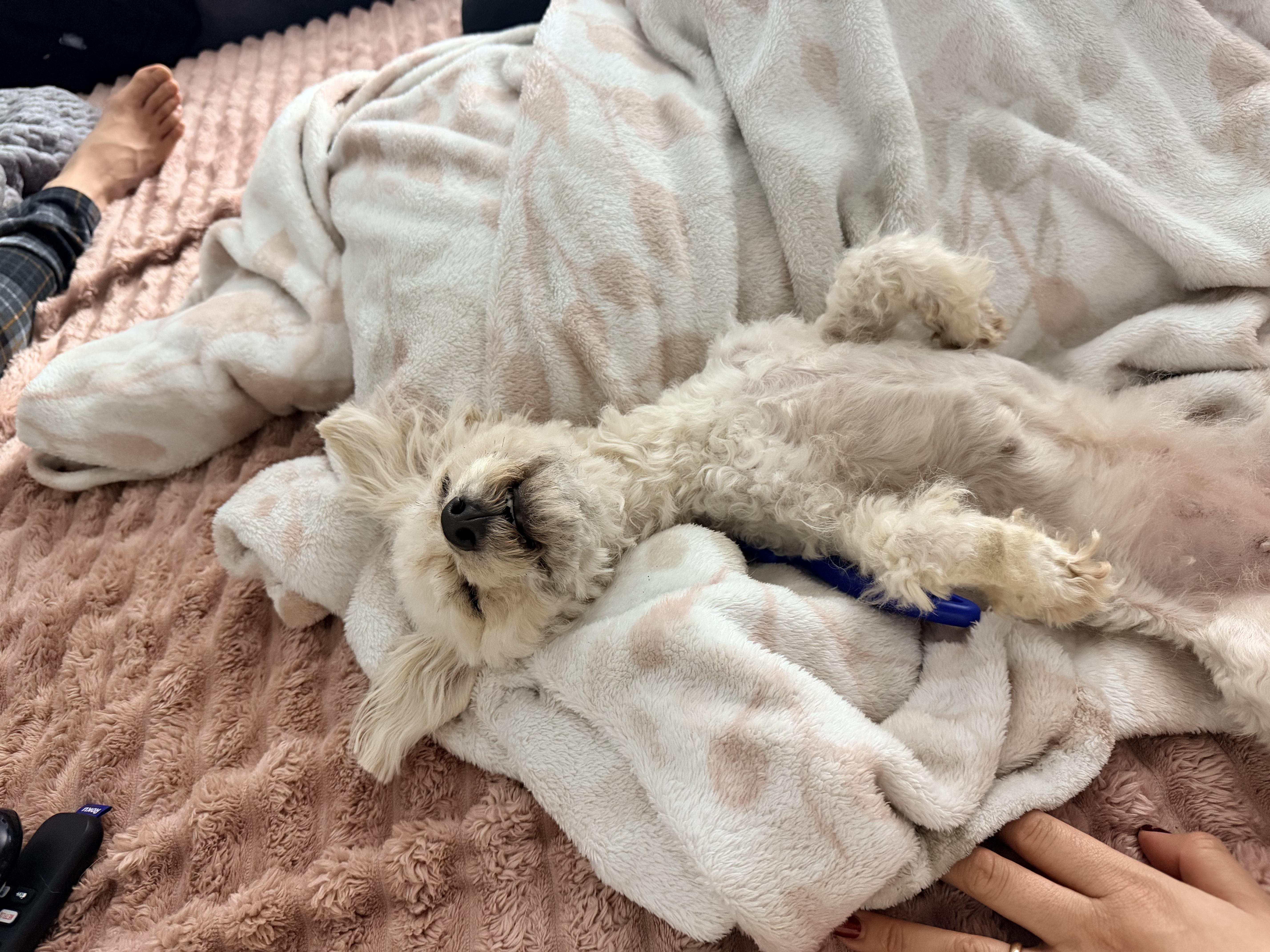 Lola, an adopted mixed breed in Bastrop, TX image 2/6