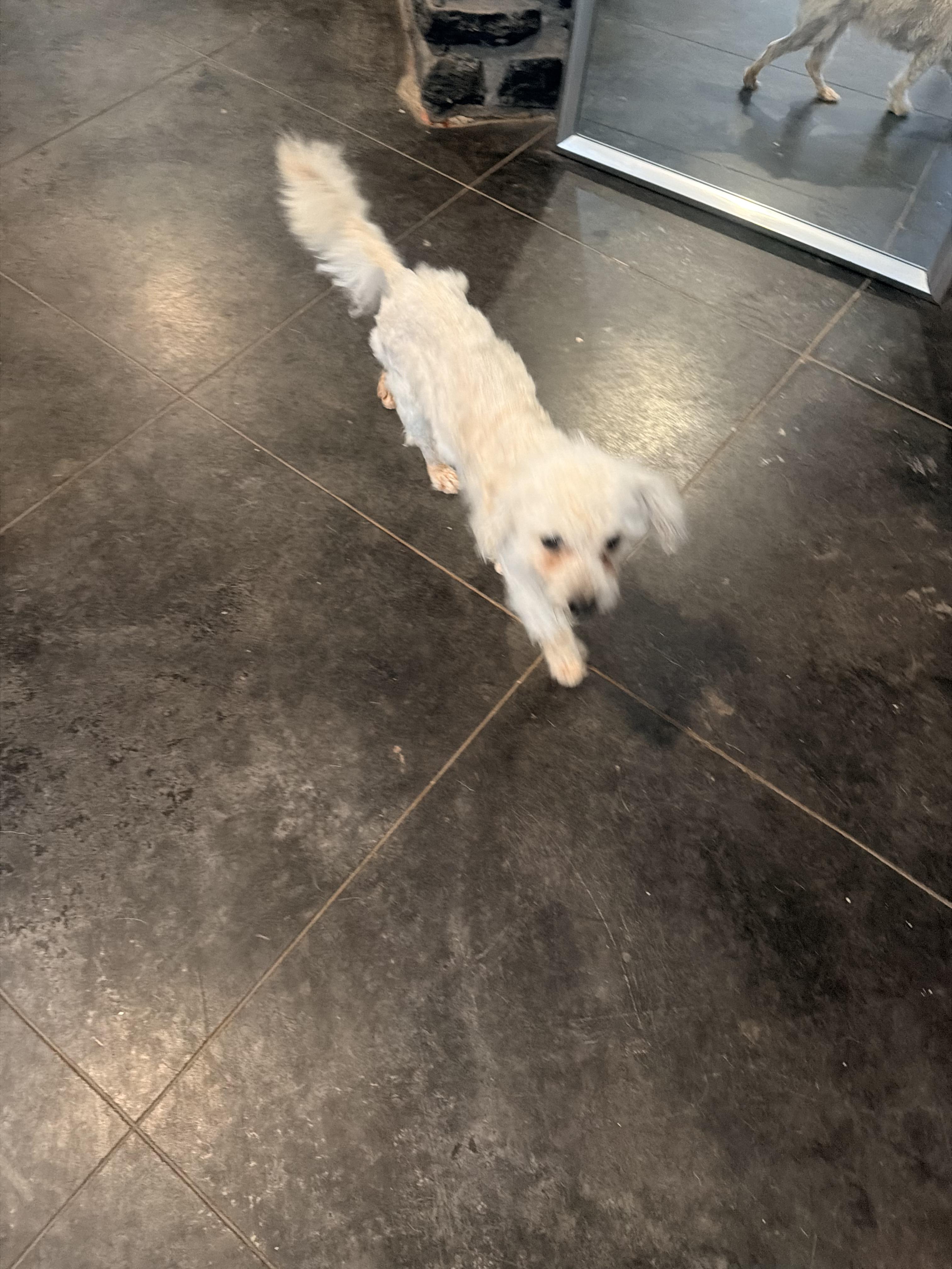 Lola, an adopted mixed breed in Bastrop, TX image 4/6