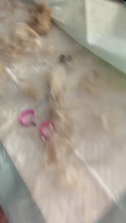 Enlarge Lola, an adopted mixed breed in Bastrop, TX video 5/6