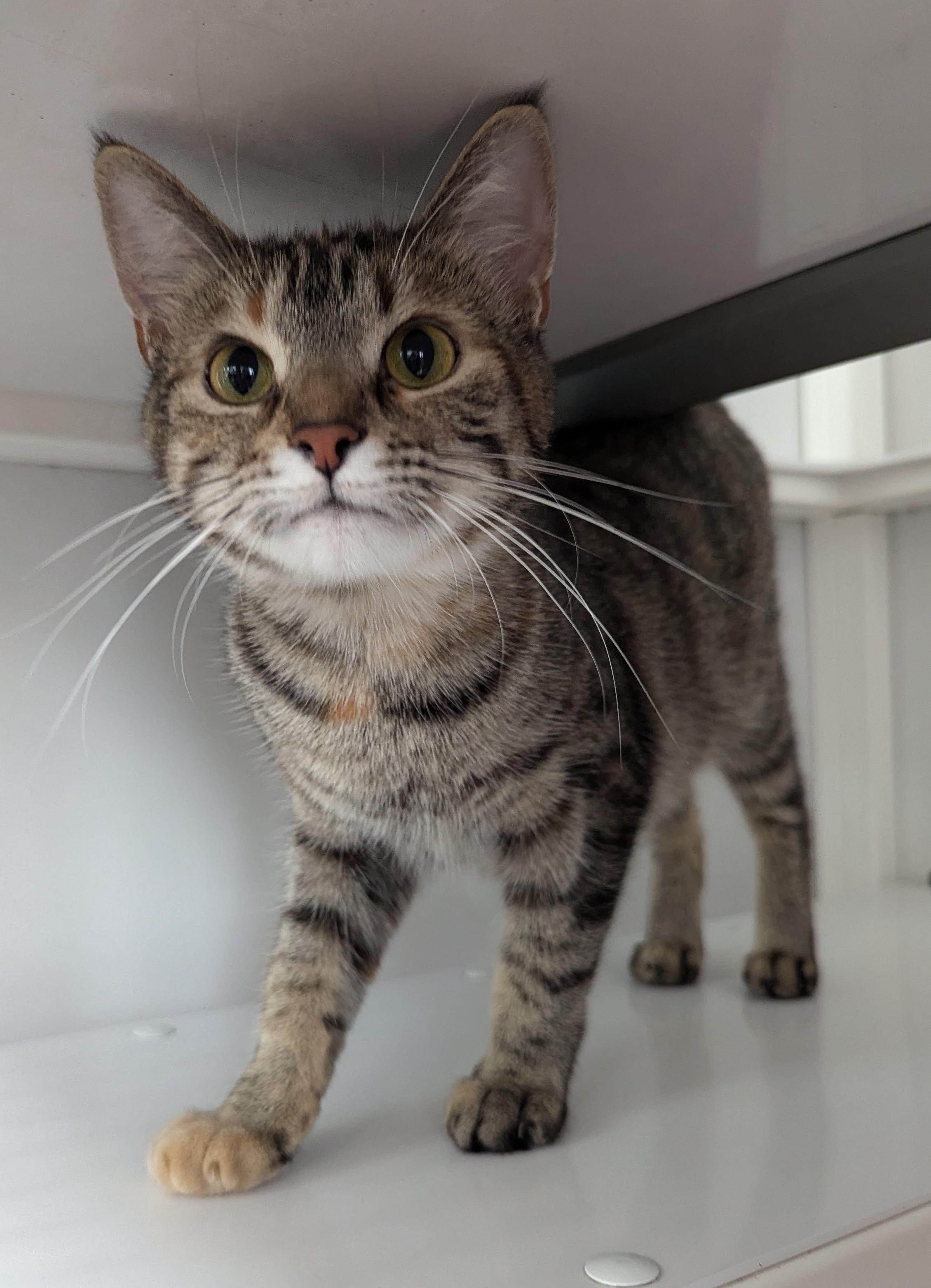 Burger, an adoptable Domestic Short Hair in Oconto, WI, 54153 | Photo Image 2