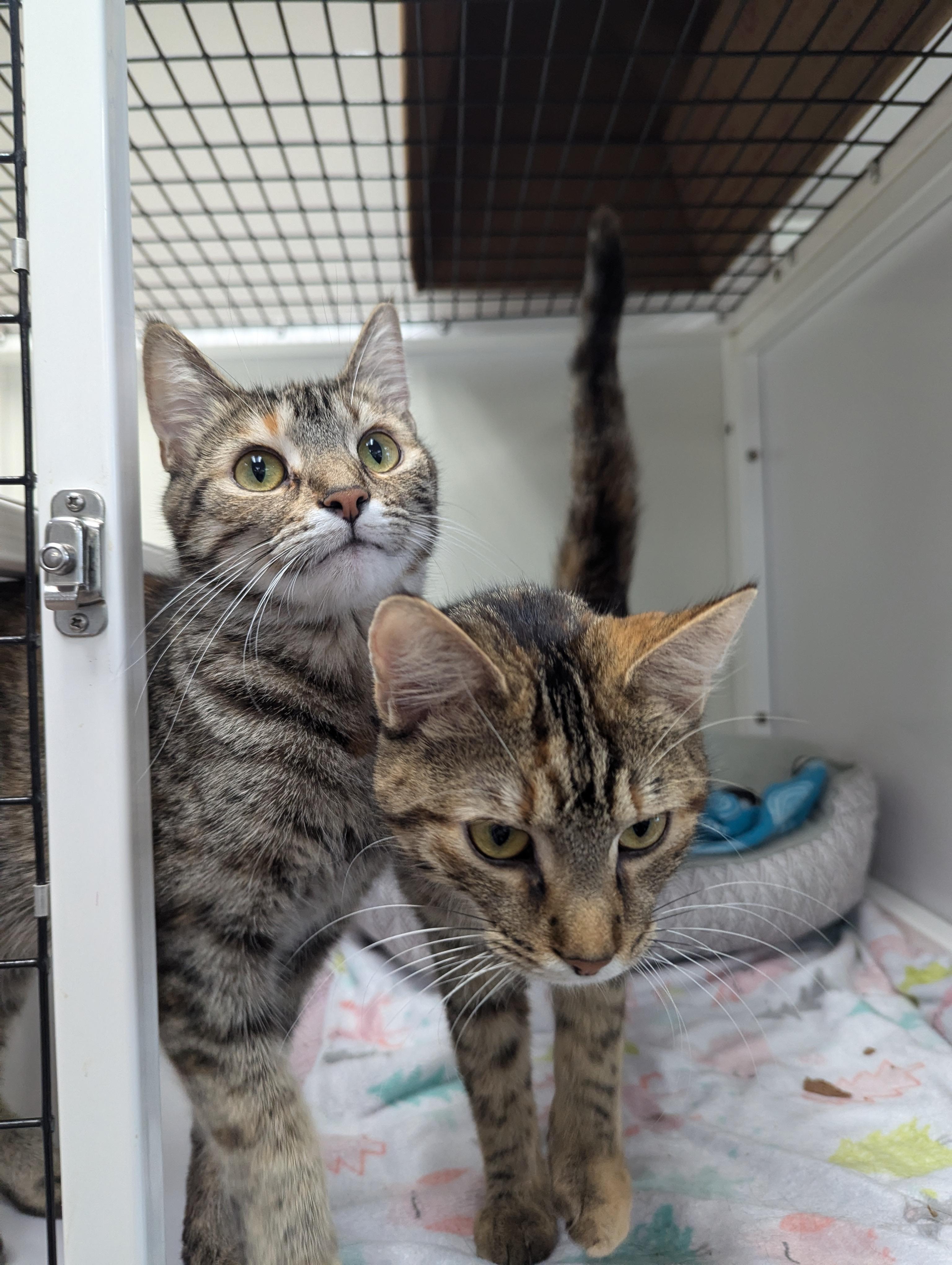Burger, an adoptable Domestic Short Hair in Oconto, WI, 54153 | Photo Image 1