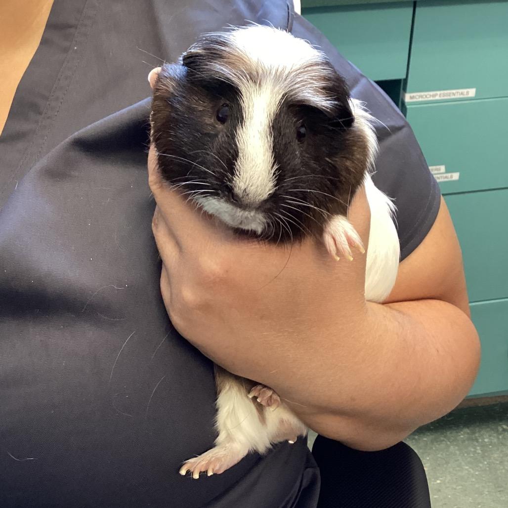 Charlie, Adoptable, Adult Male Guinea Pig.