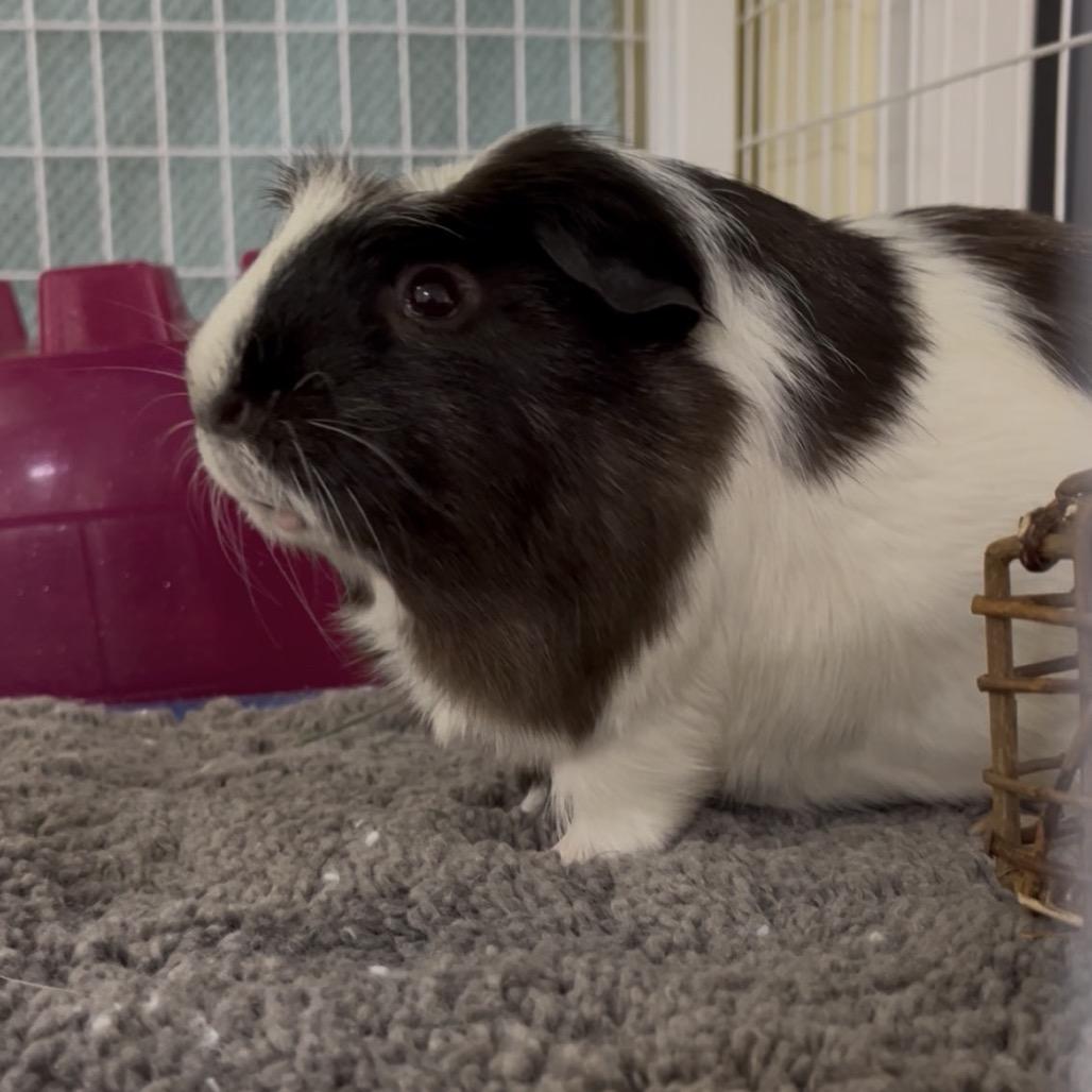 Enlarge Charlie, a Adoptable Guinea Pig in Clearwater, FL image 2/4