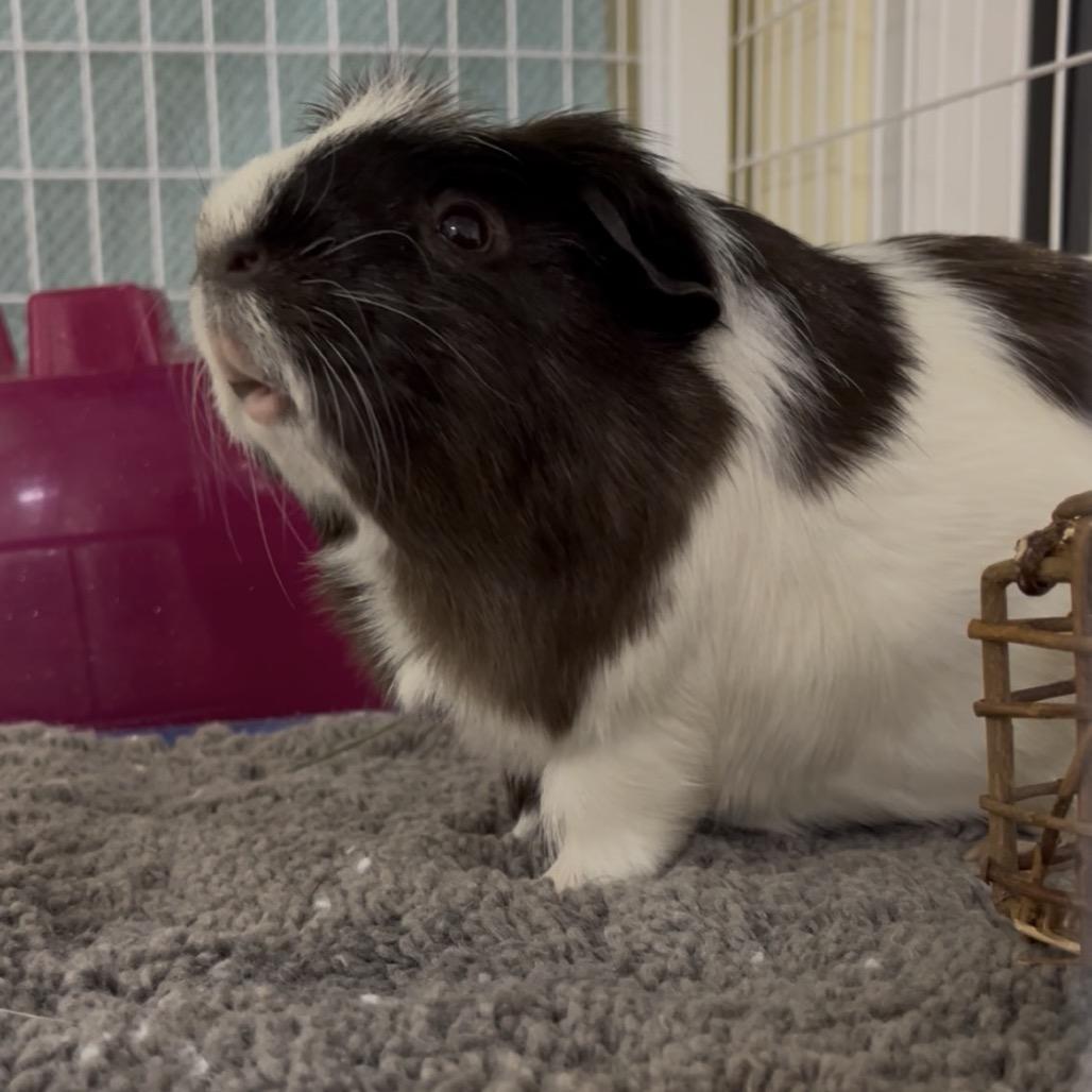 Enlarge Charlie, a Adoptable Guinea Pig in Clearwater, FL image 3/4