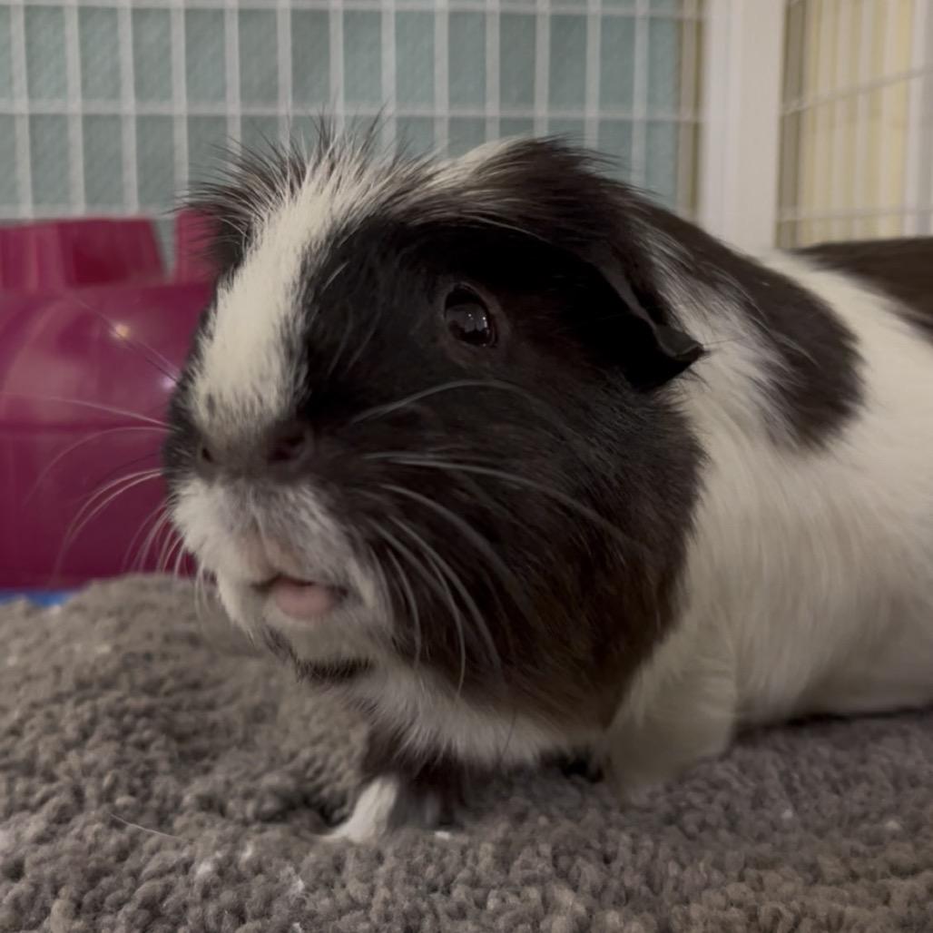 Enlarge Charlie, a Adoptable Guinea Pig in Clearwater, FL image 4/4