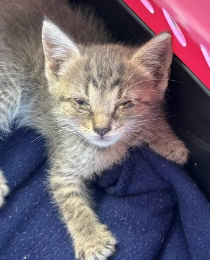 Shiloh, Adoptable, Kitten Female Domestic Short Hair & Domestic Short Hair.