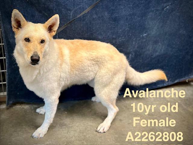AVALANCHE, Adoptable, Senior Female German Shepherd Dog & Mixed Breed.