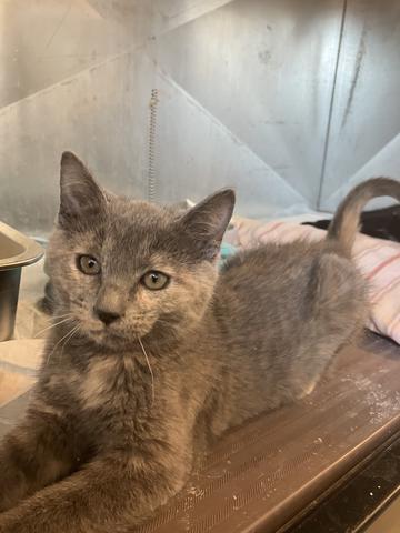 Snuggles, an adoptable American Shorthair in Torrey, UT, 84775 | Photo Image 4