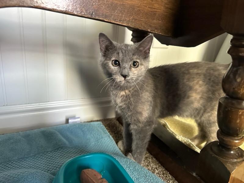 Snuggles, an adoptable American Shorthair in Torrey, UT, 84775 | Photo Image 2