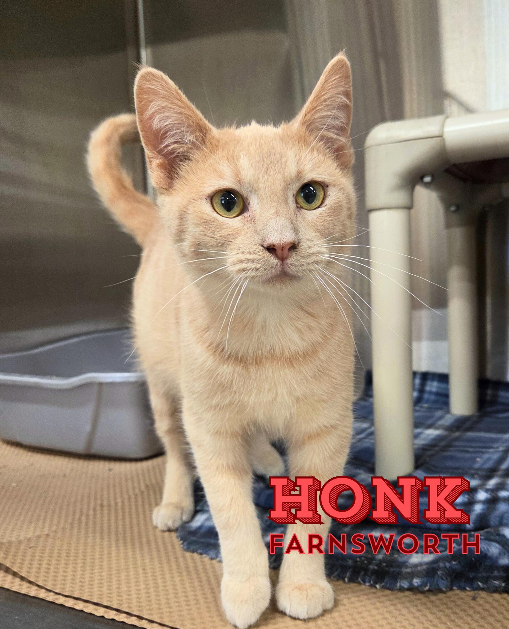 Enlarge Honk Farnsworth, a Adoptable Domestic Short Hair in Nevada, IA image 1/1