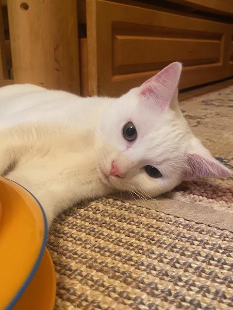 Enlarge Zsa Zsa, a Adoptable Domestic Short Hair in New York, NY image 2/6