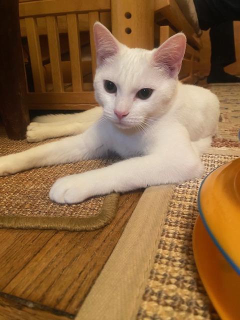 Enlarge Zsa Zsa, a Adoptable Domestic Short Hair in New York, NY image 3/6