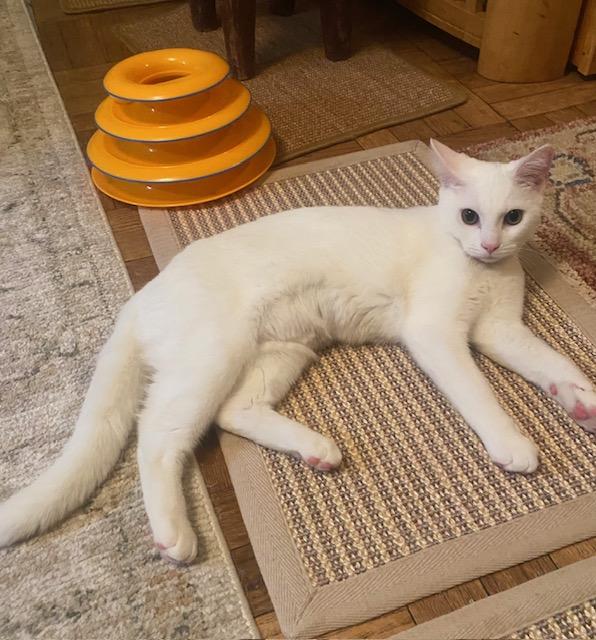 Enlarge Zsa Zsa, a Adoptable Domestic Short Hair in New York, NY image 6/6