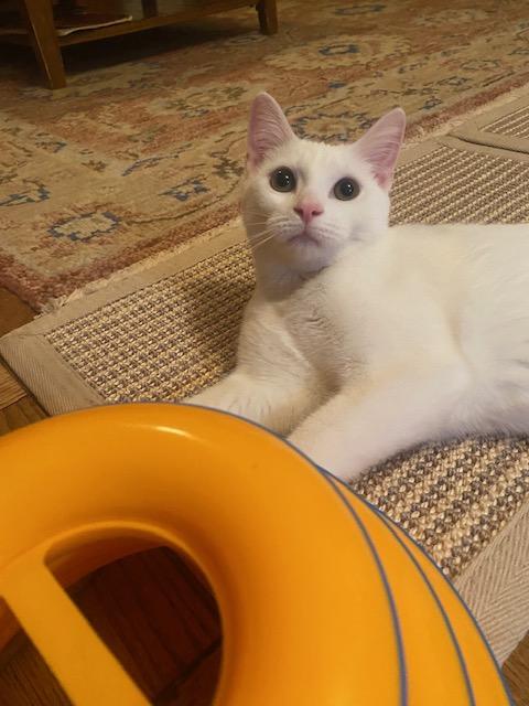 Zsa Zsa, Adoptable, Young Female Domestic Short Hair.