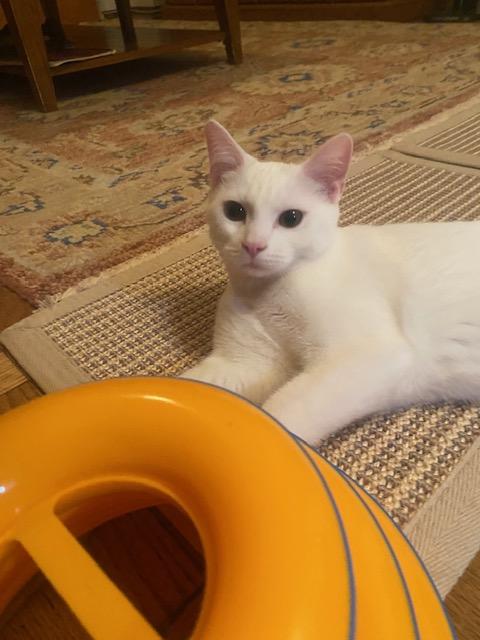 Enlarge Zsa Zsa, a Adoptable Domestic Short Hair in New York, NY image 5/6