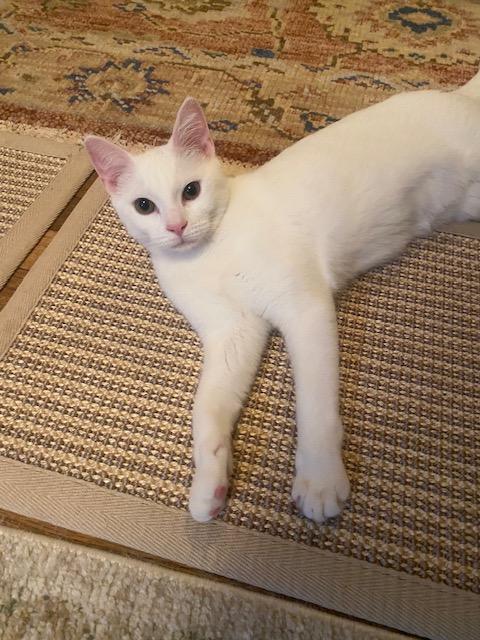 Enlarge Zsa Zsa, a Adoptable Domestic Short Hair in New York, NY image 4/6