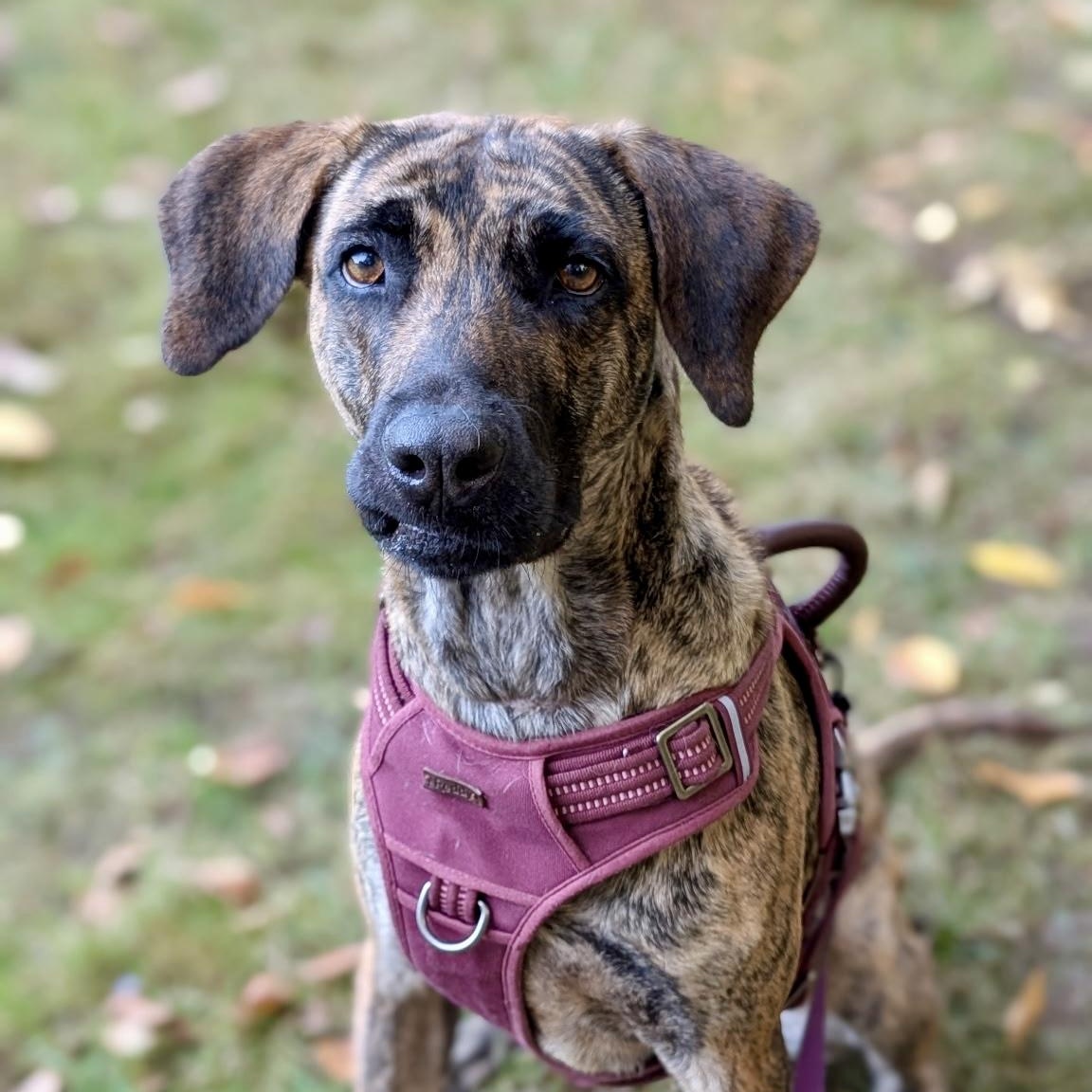 Enlarge Zillah, a Adoptable mixed breed in Newfields , NH image 1/6