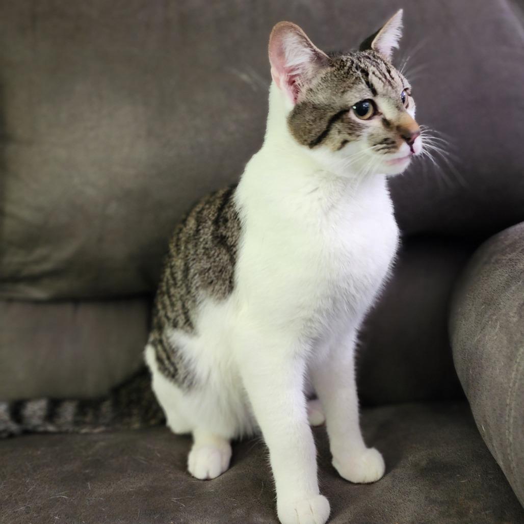 Dollar, Adoptable, Young Male Domestic Short Hair.