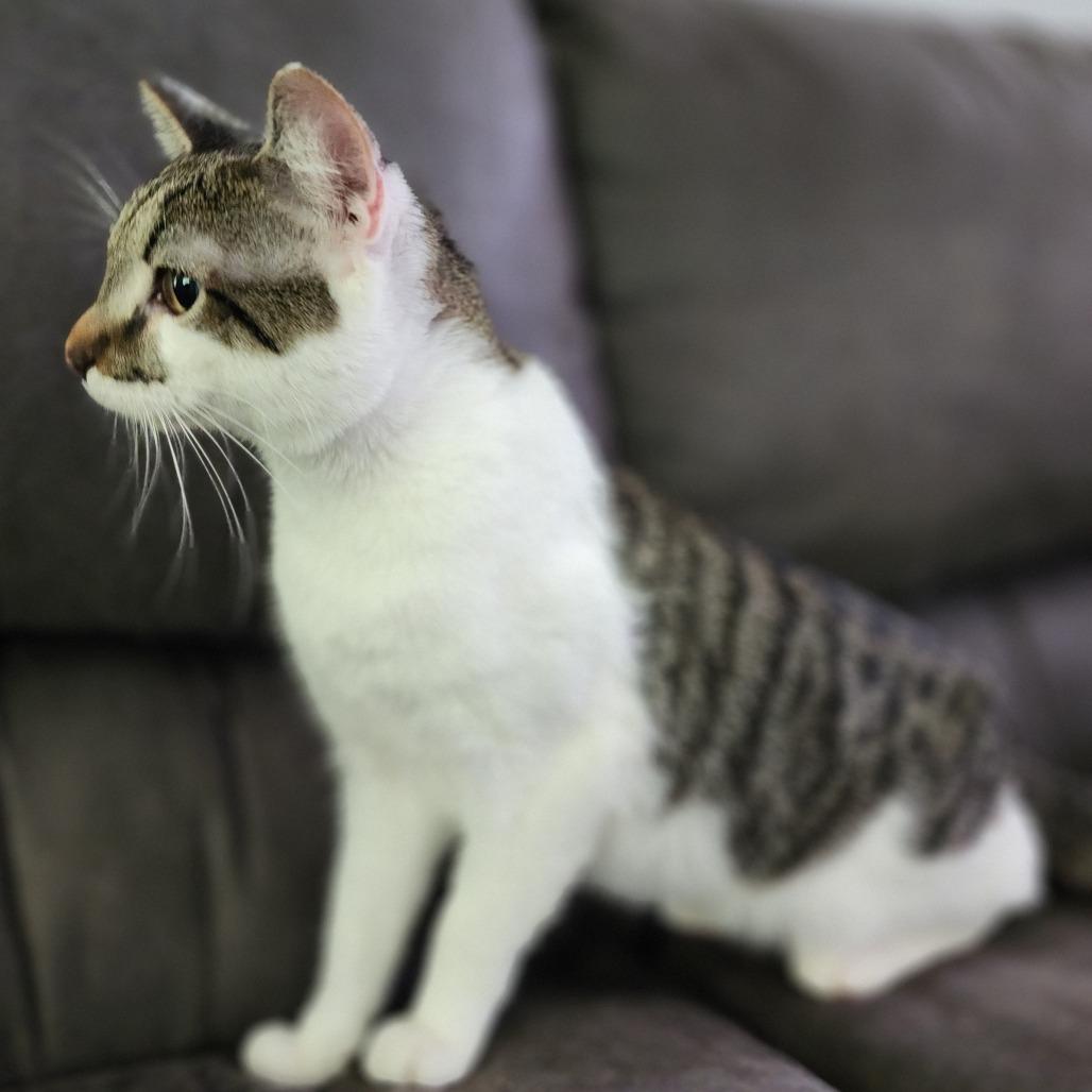 Enlarge Dollar, a Adoptable Domestic Short Hair in Centerville, TN image 2/2
