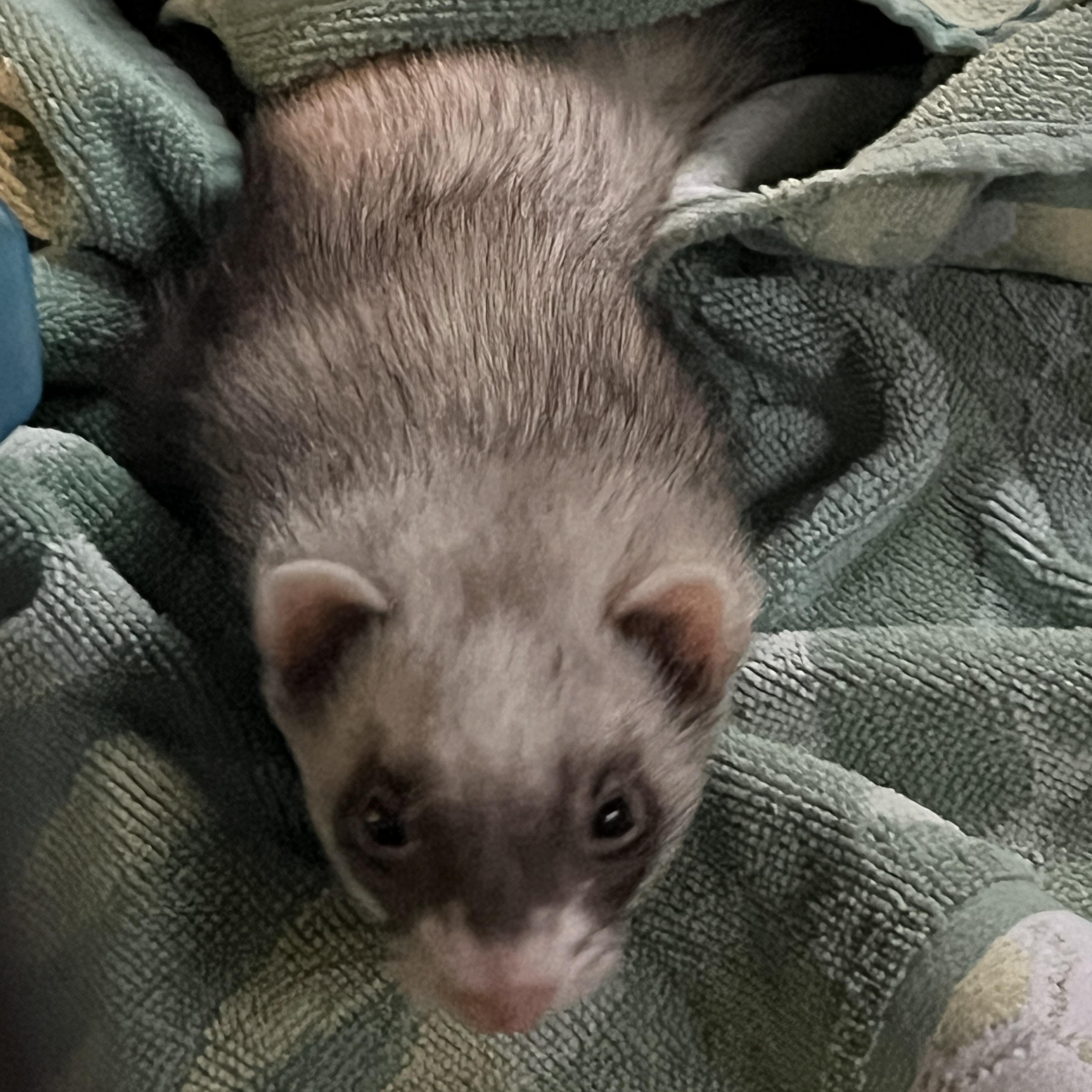 Cannoli, an adopted Ferret in Norwalk, CT image 2/2