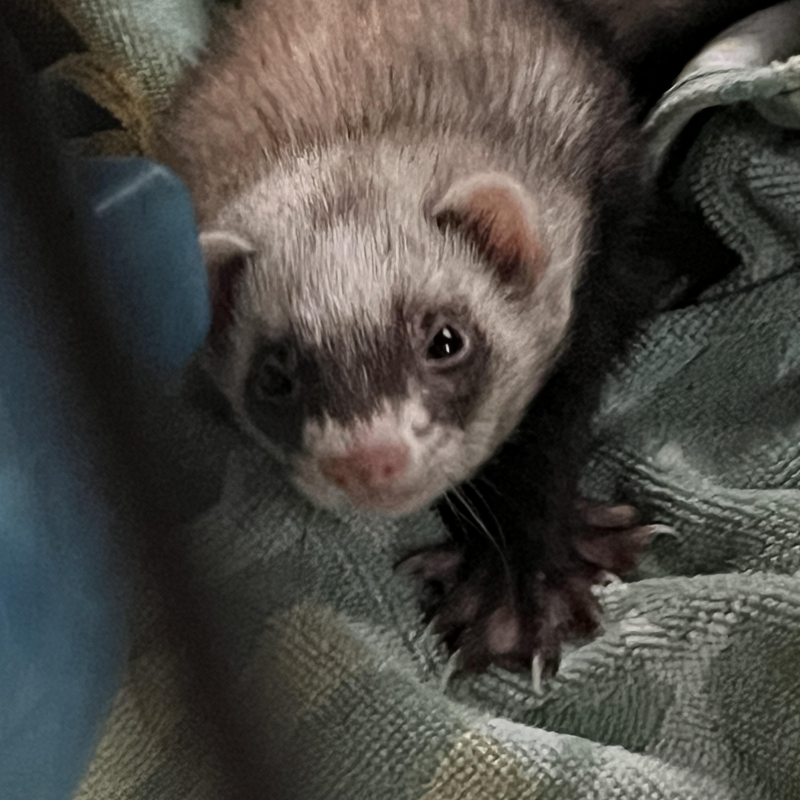 Cannoli, an adopted Ferret in Norwalk, CT image 1/2