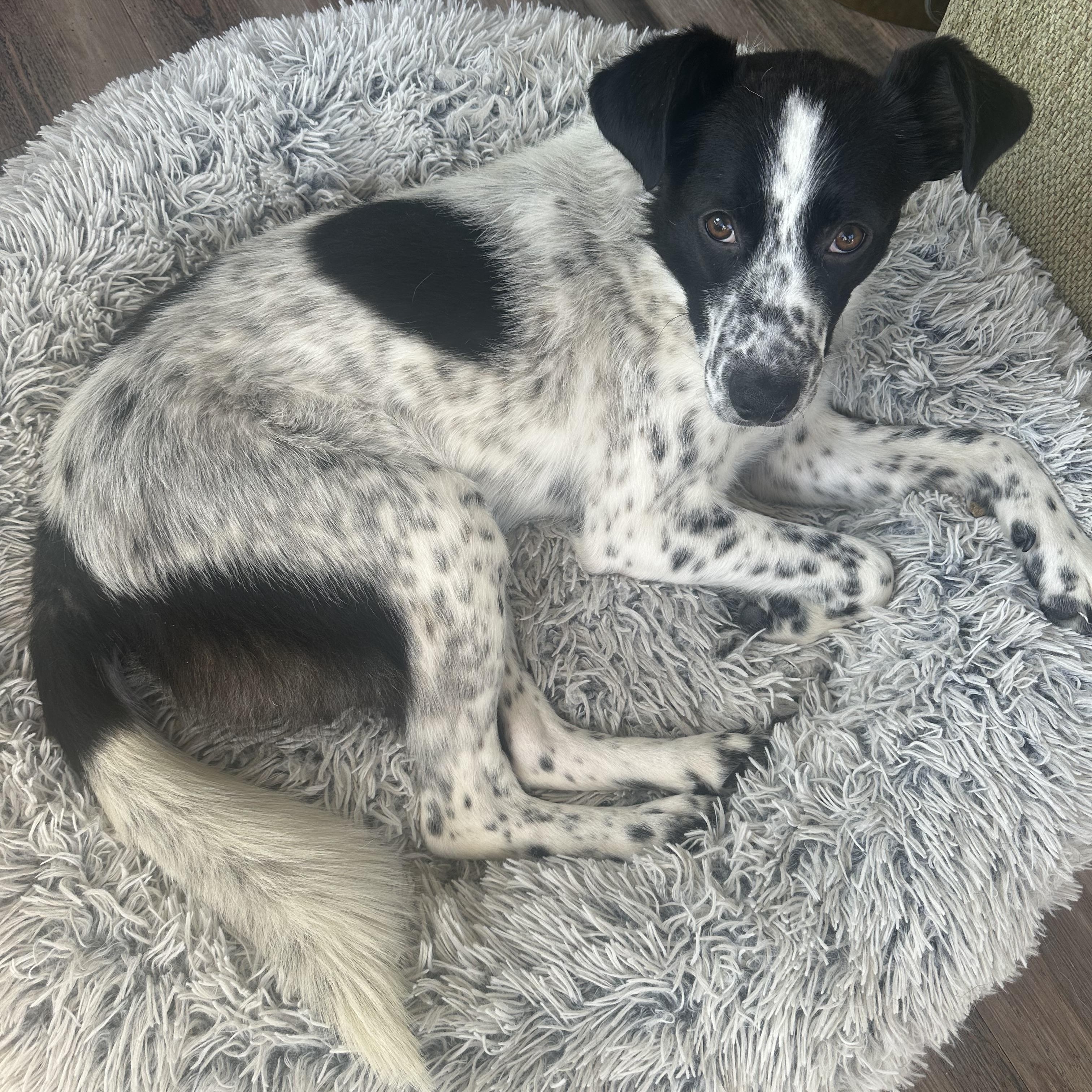 Rivel, a ADOPTABLE mixed breed in Chicago, IL image 3/4