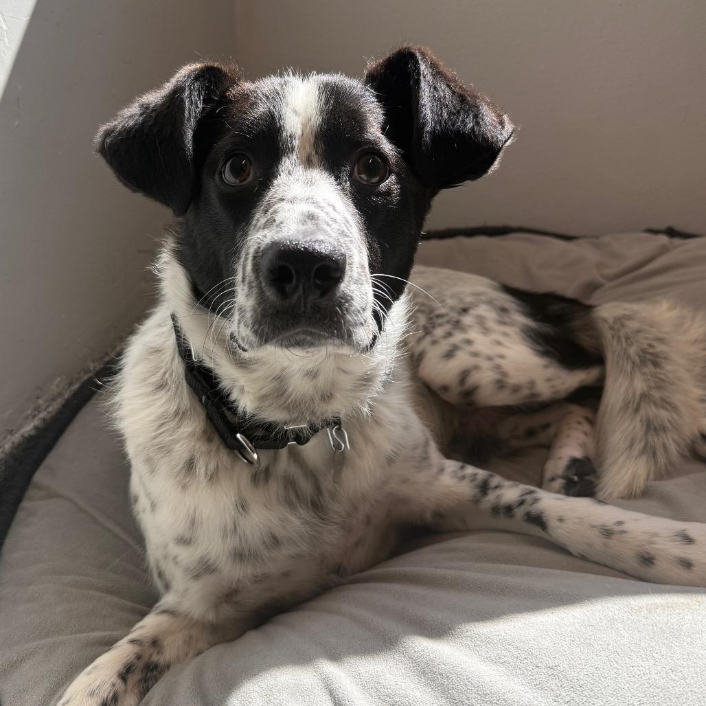 Rivel, a ADOPTABLE mixed breed in Chicago, IL image 4/4