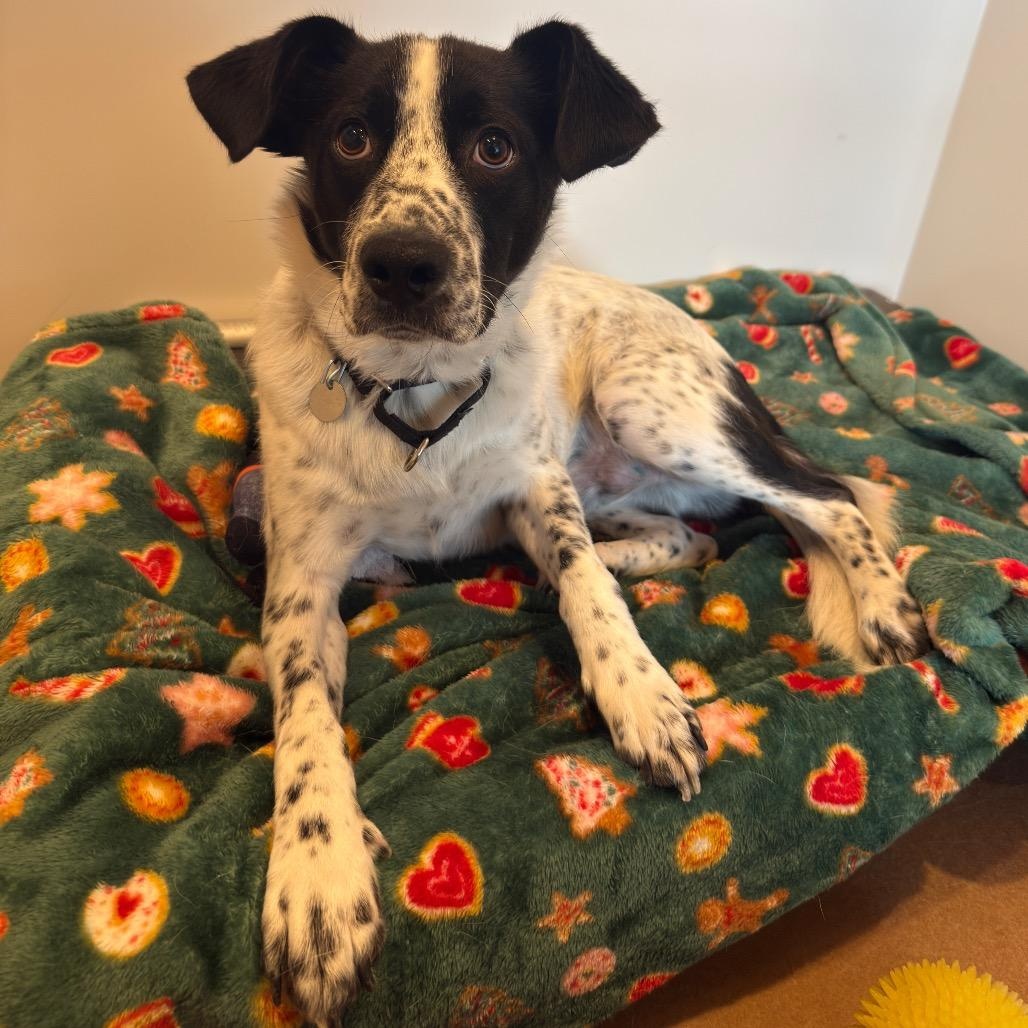 Rivel, a ADOPTABLE mixed breed in Chicago, IL image 2/4