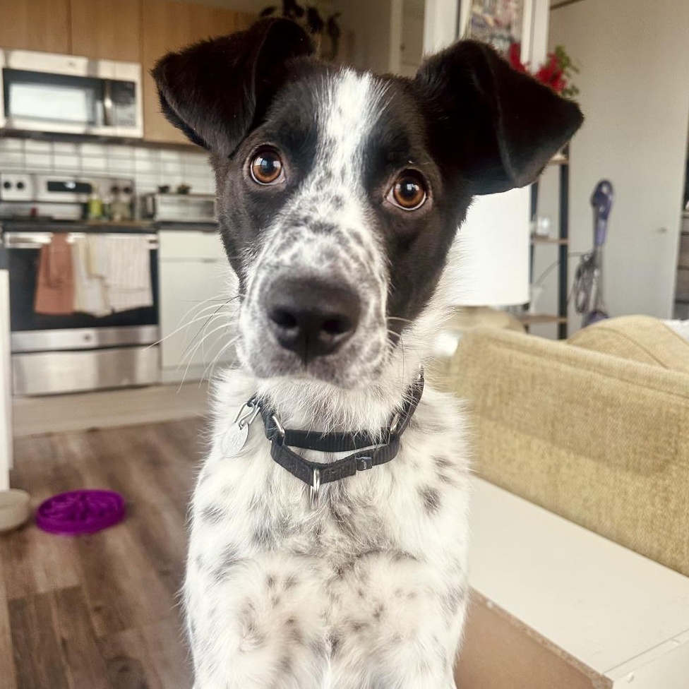 Rivel, ADOPTABLE, Young Male Mixed Breed.