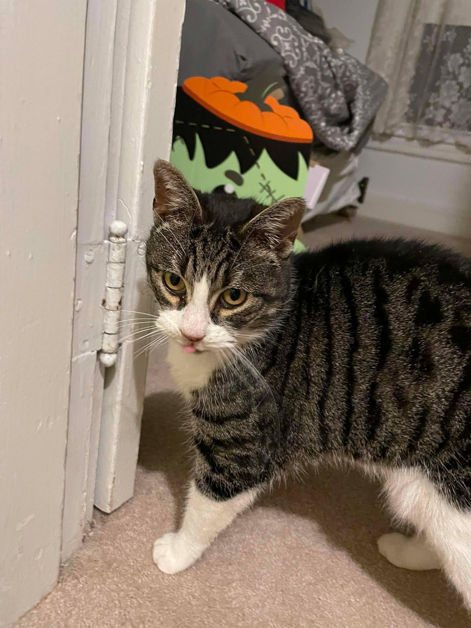 Enlarge Katie, a Adoptable Domestic Short Hair in Gonic, NH image 1/3