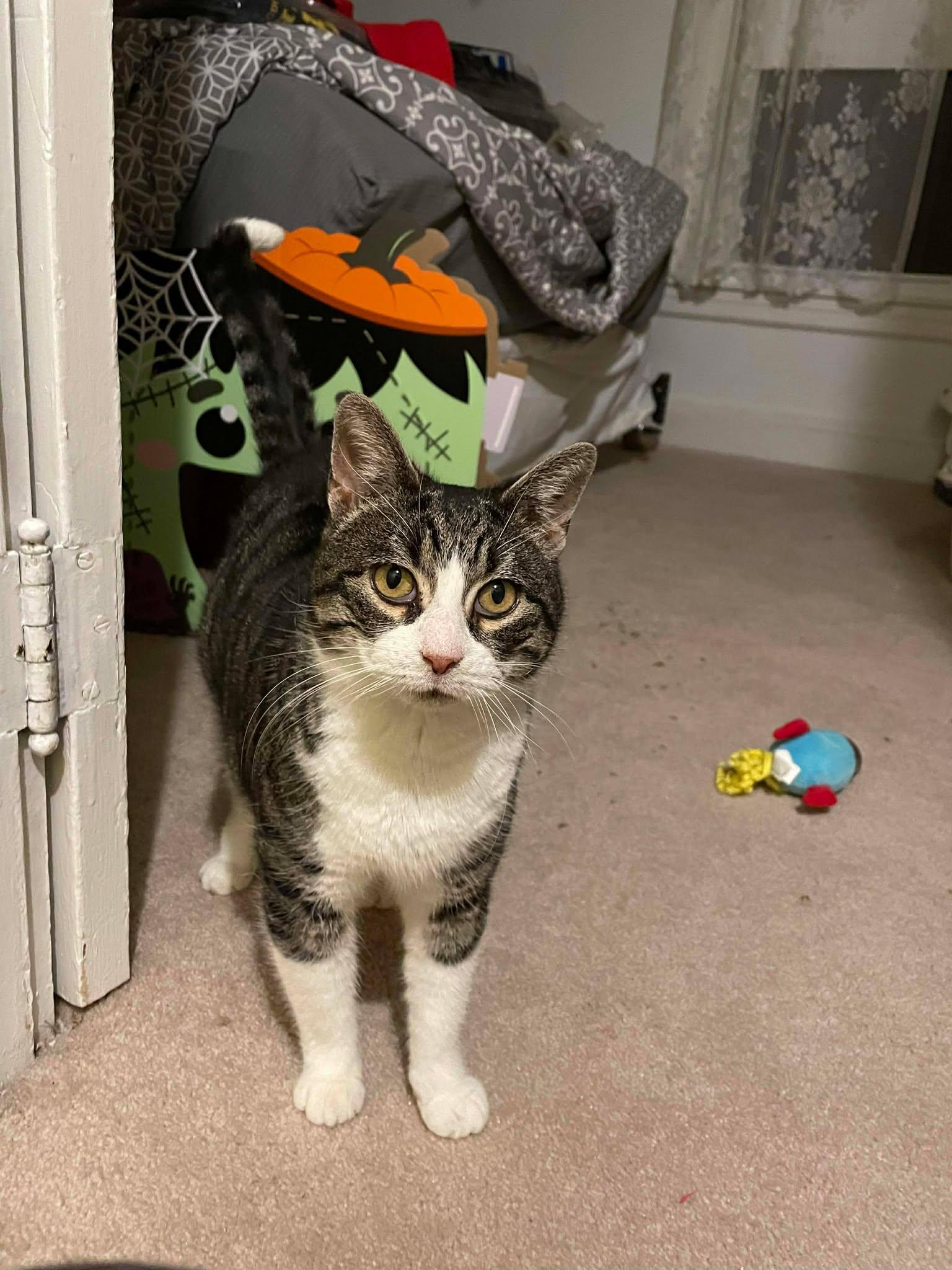 Enlarge Katie, a Adoptable Domestic Short Hair in Gonic, NH image 2/3