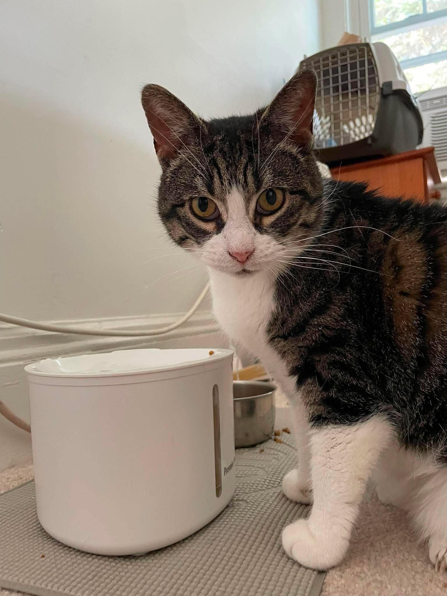 Katie, a Adoptable Domestic Short Hair in Gonic, NH image 2/3