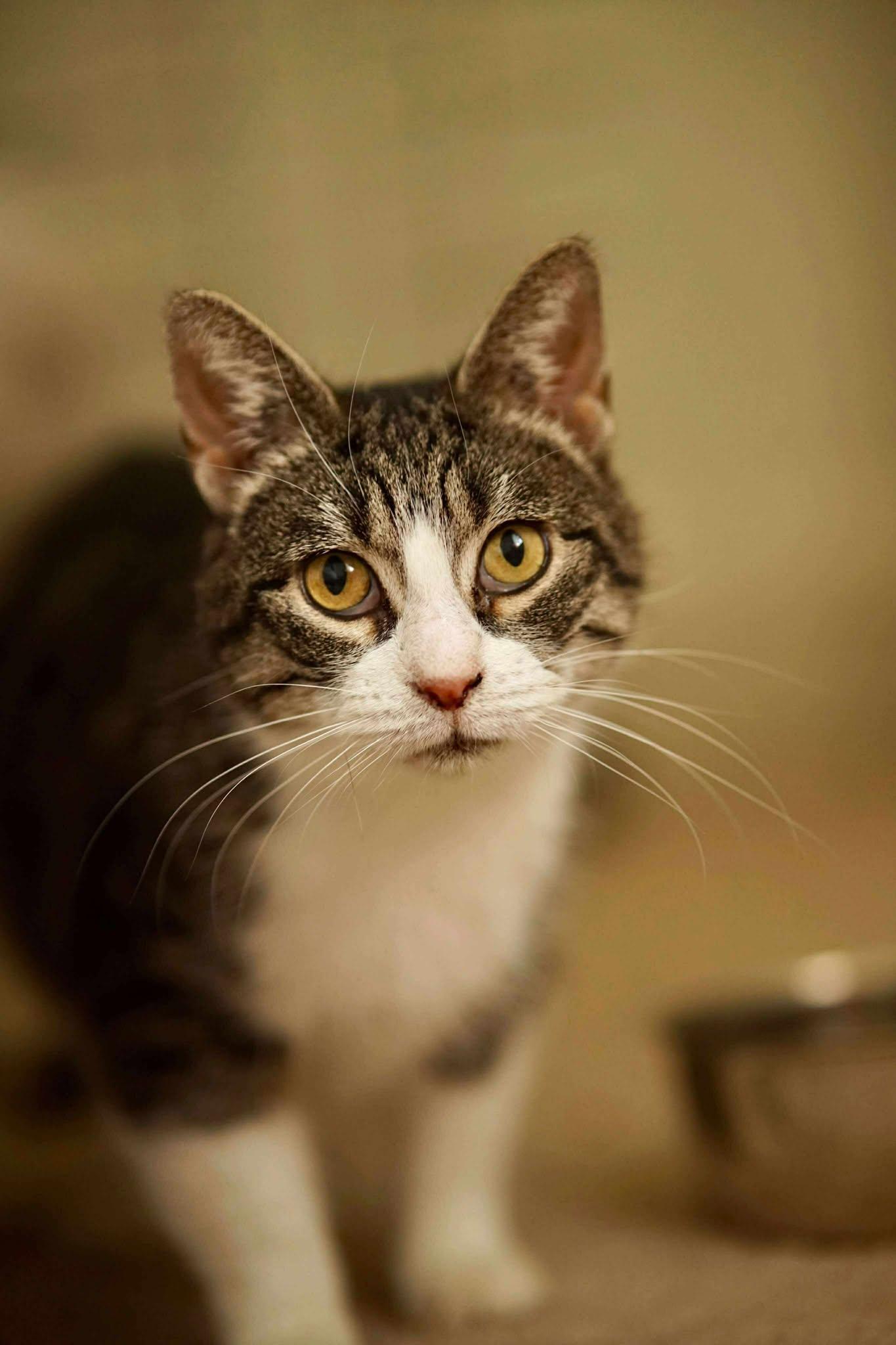 Enlarge Katie, a Adoptable Domestic Short Hair in Gonic, NH image 3/3