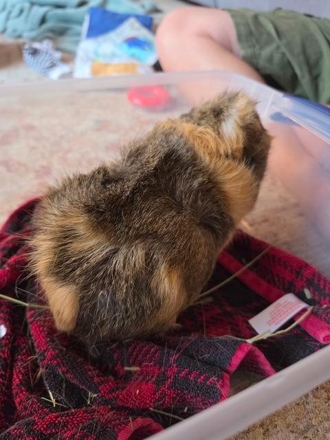 Enlarge Peanut, a Adoptable Abyssinian in Grand Rapids, MI image 2/4