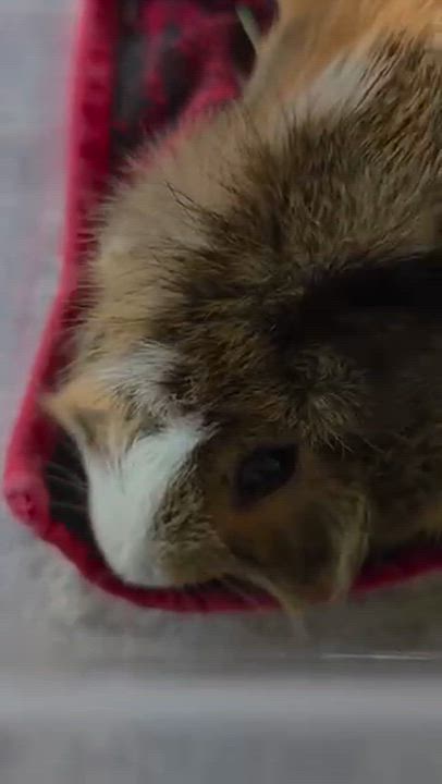 Enlarge Peanut, a Adoptable Abyssinian in Grand Rapids, MI video 4/4