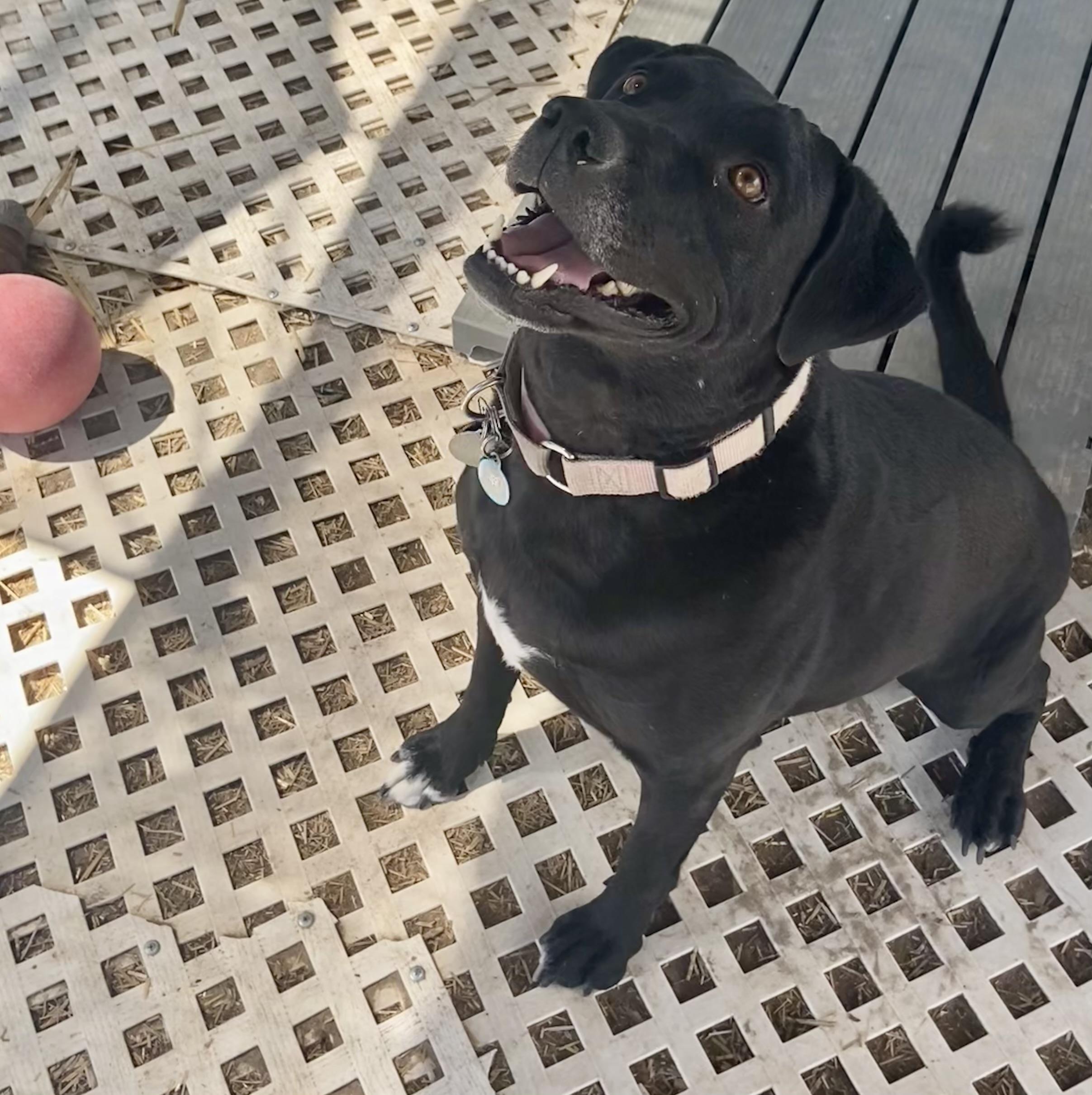 Enlarge Dakota, a ADOPTABLE mixed breed in Carson City, NV image 2/2