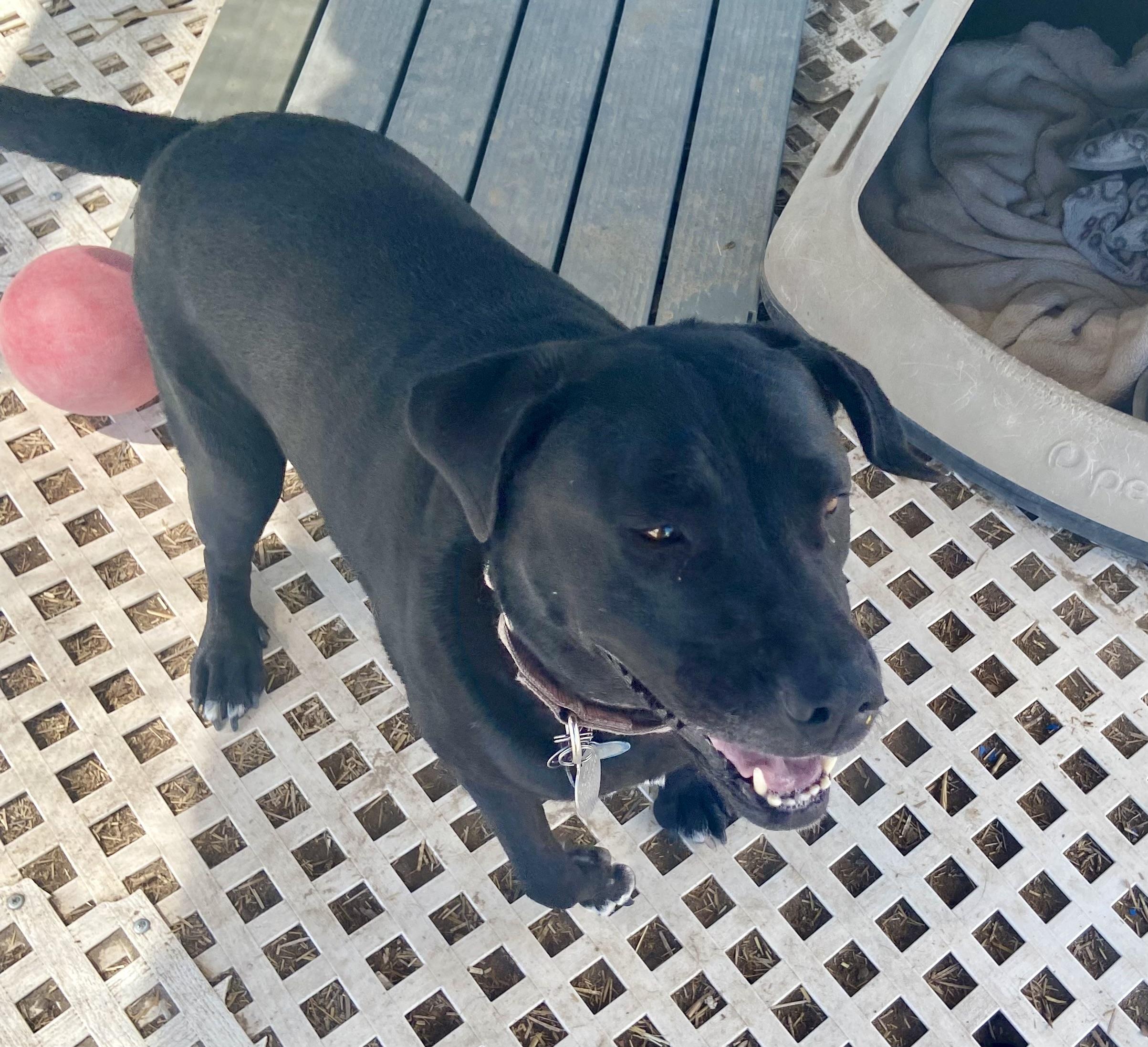 Dakota, ADOPTABLE, Adult Female Black Labrador Retriever & Mixed Breed.