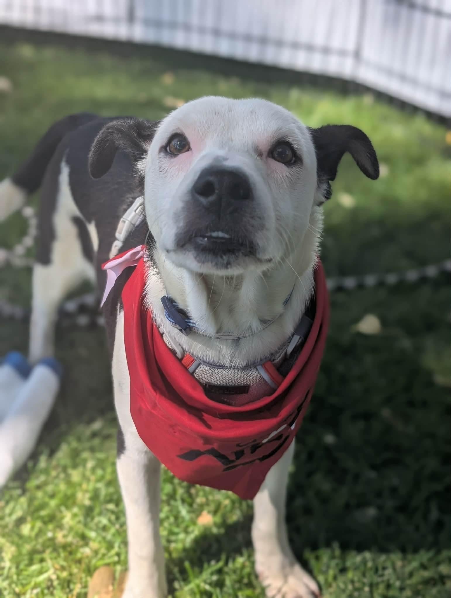 Enlarge Petey, a Adoptable Chiweenie in Boise, ID image 2/4