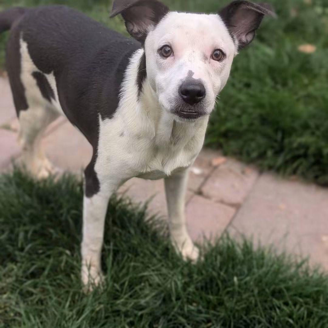 Petey, Adoptable, Young Male Chiweenie.