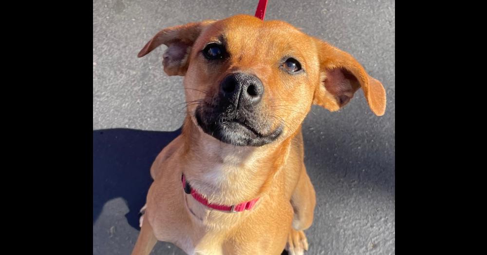 Tater Tot, Adoptable, Young Female Terrier & Dachshund.