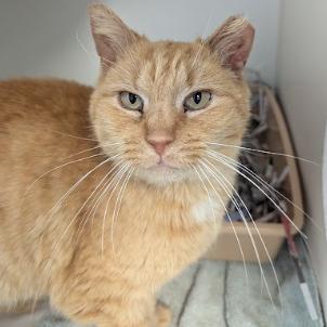 Enlarge Nati, a Adoptable Domestic Short Hair in Philadelphia, PA image 2/6