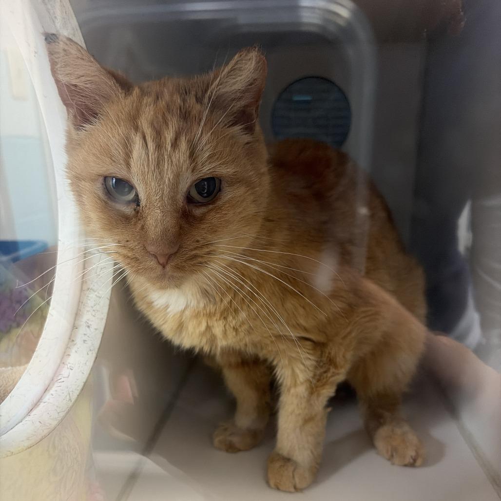 Enlarge Nati, a Adoptable Domestic Short Hair in Philadelphia, PA image 4/6