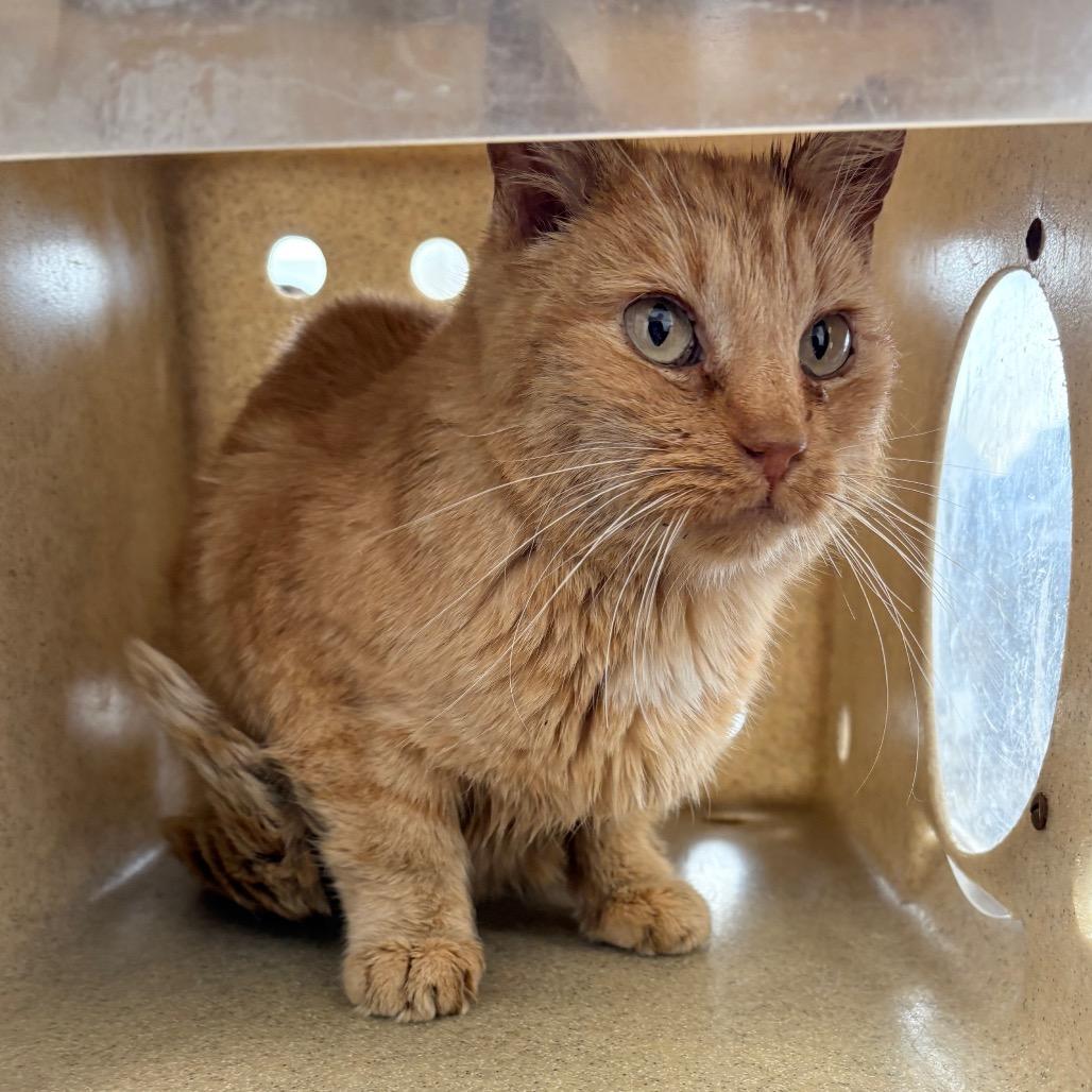 Enlarge Nati, a Adoptable Domestic Short Hair in Philadelphia, PA image 6/6