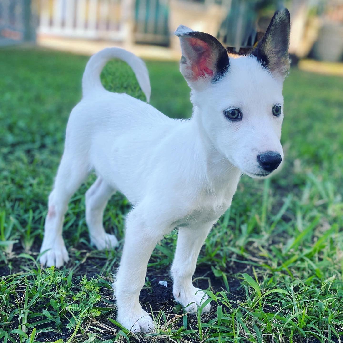 Lua, Adopted, Young Female Husky & Shepherd.